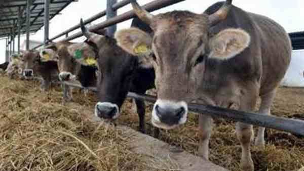 وصول 1458 رأس عجول حية لميناء سفاجا .. قادمة من جيبوتي